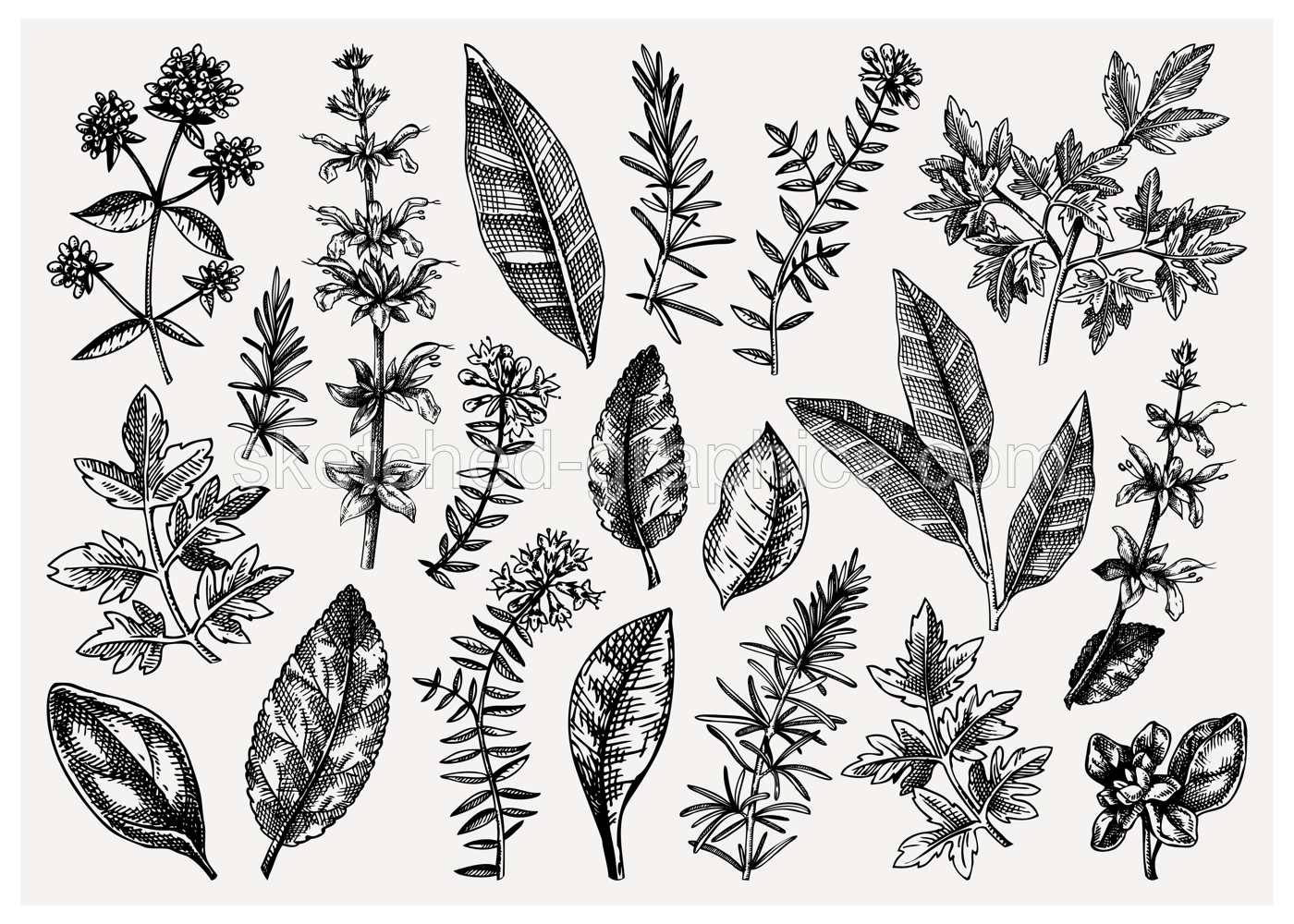 Vector collection of typical herbs and spices leaves. Hand-sketched kitchen herbal plants illustration. Aromatic food cooking ingredients collection. Hand-drawn herbs for Italian cuisine Illustration